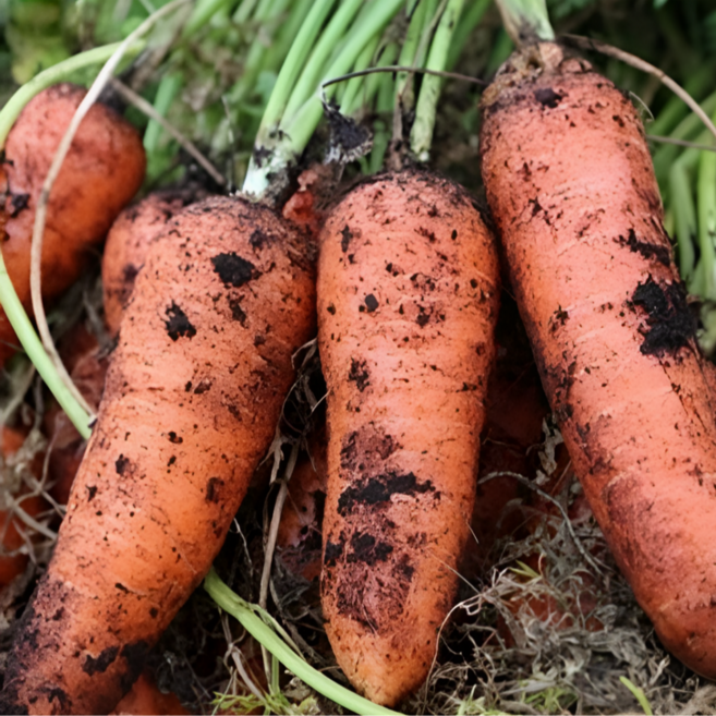 [재구매율1위] 국내산 제주 흙 당근, 1박스, 흙당근 상 1kg