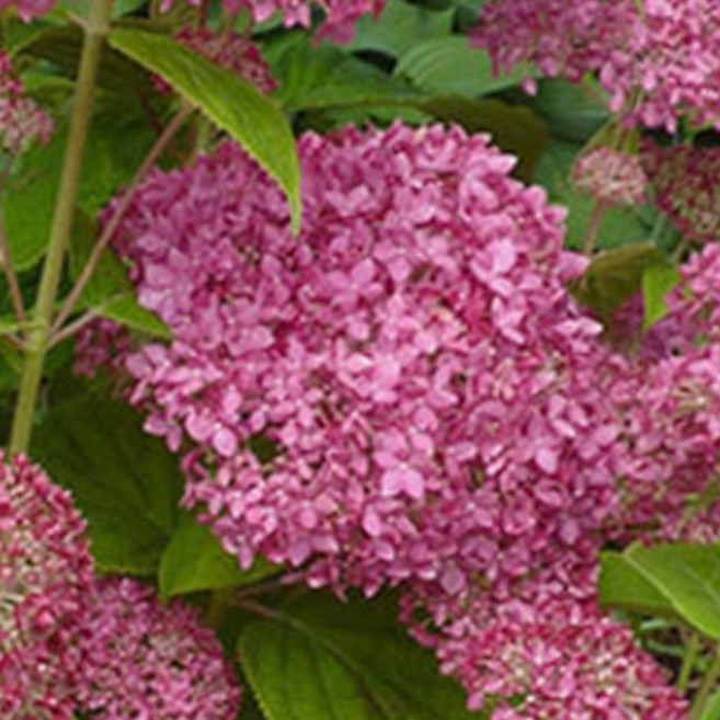 [풀멍상점] 개화주 핑크아나벨 수국 (15cm 포트)/노지월동 야생 조경수 초보 선별발송 분채배송 방수라벨 이름표포함, 랜덤