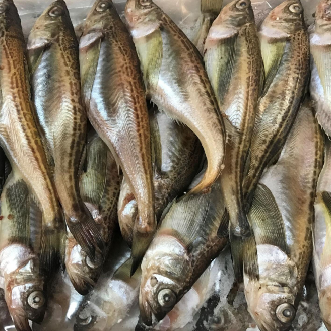 [판매1위]고소함 가득 동해안 급냉 햇 도루묵, 1박스, 1kg