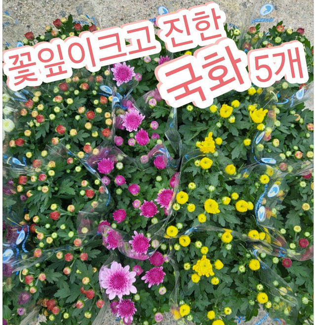 국화꽃 5개/색깔이 너무 예쁜 거