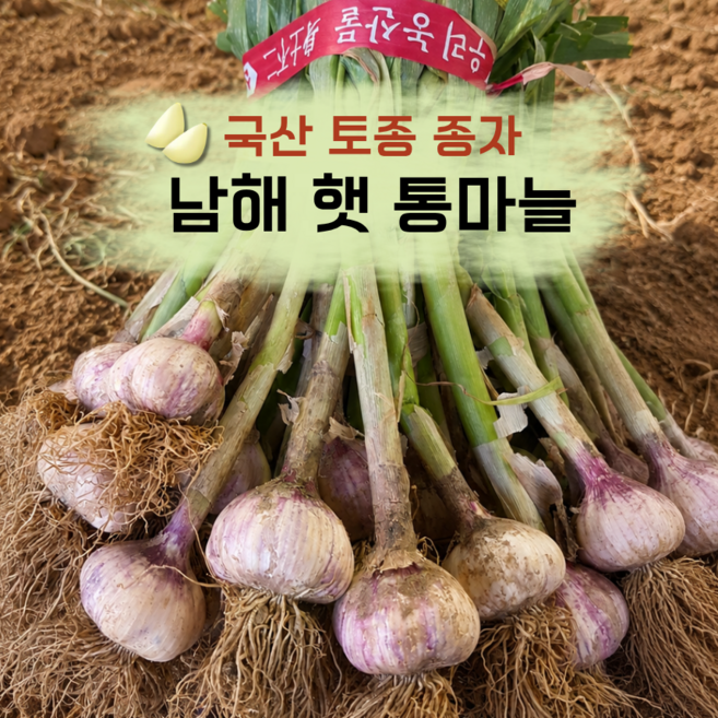 [알싸함이 강한 토종 종자] 남해 햇 통마늘 국산마늘 한접 반접 특품 산지직송, 1박스, 남해 남도 통마늘(대- 반접)