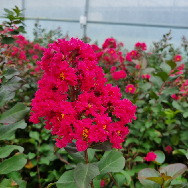 다이너마이트 백일홍나무 포트 묘목 배롱나무 목백일홍 여름꽃 개화주 정원 조경수 (목하원예조경)