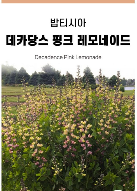 밥티시아 핑크 레모네이드 [15cm 포트] 야생화 다년초 노지월동, 1개
