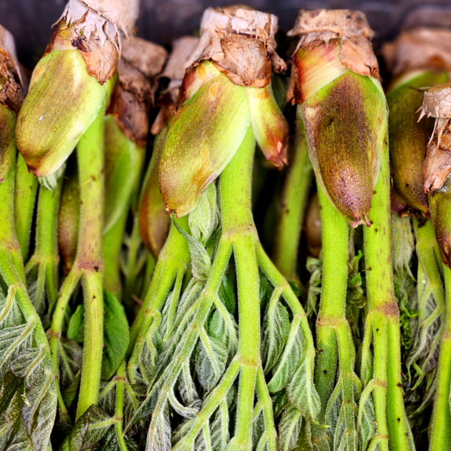 국산 전라도 강원도 자연산 참두릅(원순) 1Kg 봄나물, 500g, 1박스