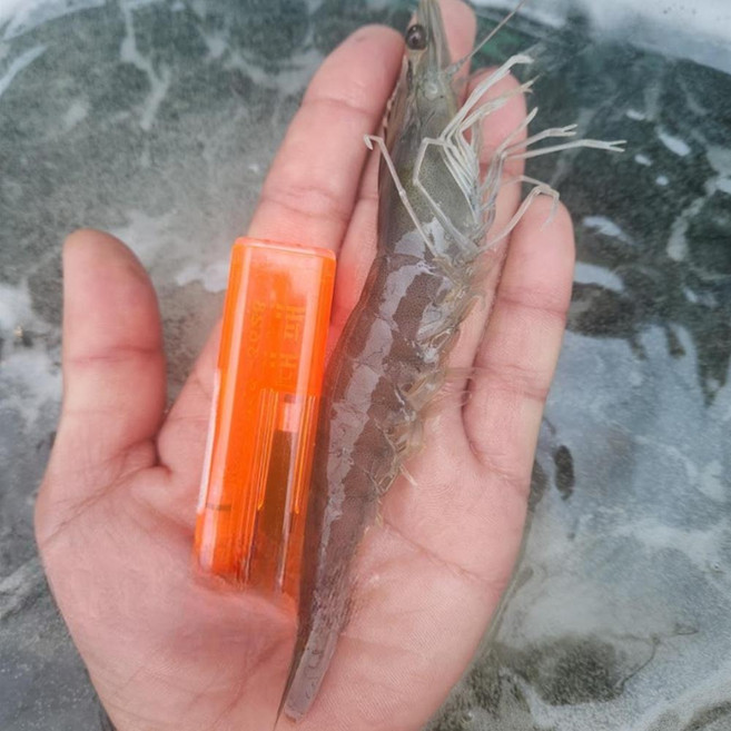 산소포장 횟감용 노지 흰다리새우 500g 19미 내외