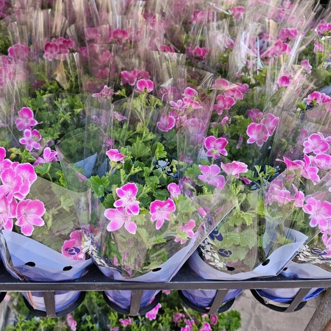 랜디제라늄 캔디제라늄 2포트한세트, 1개