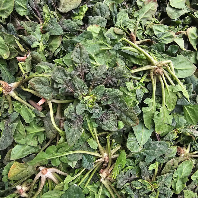 클릭마켓 해풍맞은 햇 노지 남해 시금치 섬초 보물초 남해초, 1박스, 4kg