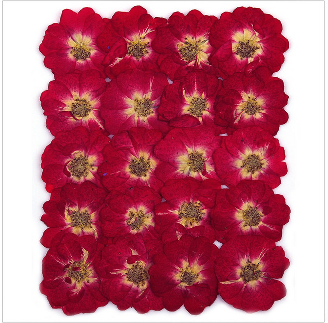 프레스코21 압화 꽃송이 미니장미(B형)