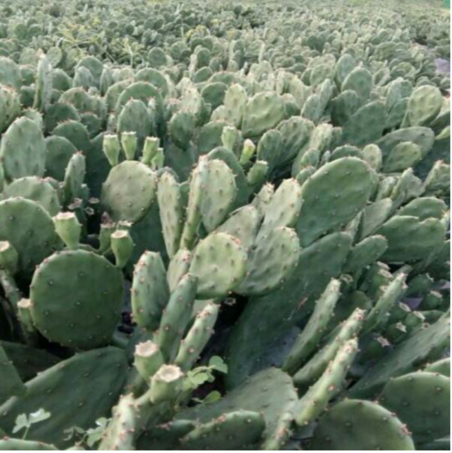 황금곳간 해풍먹은 신안 천년초 잎줄기 1년 2년 생줄기 1차 가시 세척 상품 건강원 납품 전문, 1박스, 1차세척1kg