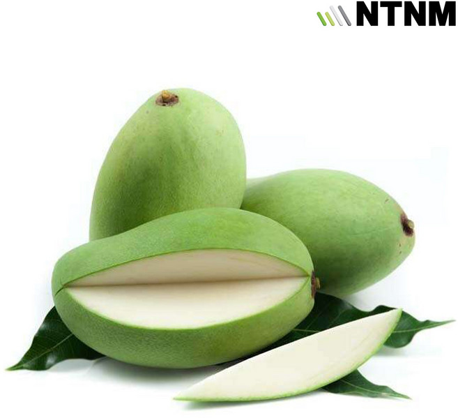 태국 그린망고 (Thailand Green Mango), 1박스, 1.0kg 내외 (4개)