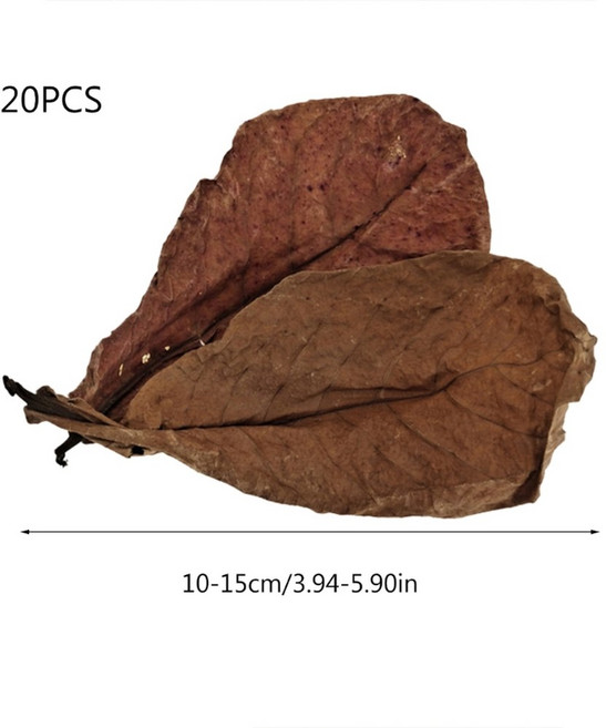 탱크용 수족관 대형 긴 개선 아몬드 서식지 잎 물고기 20 개 Catappa 베타 번식 인디언 건조, 1개, 1)COLOURS