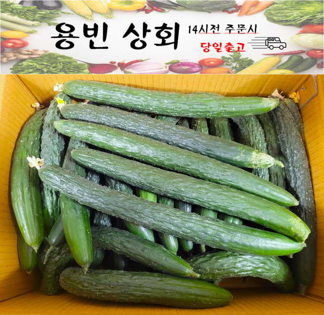 ( 용빈 상회 ) 국내산 가시오이 오이 청오이 못난이오이 업소용 중품 C품 10kg내외, 1박스, 10kg