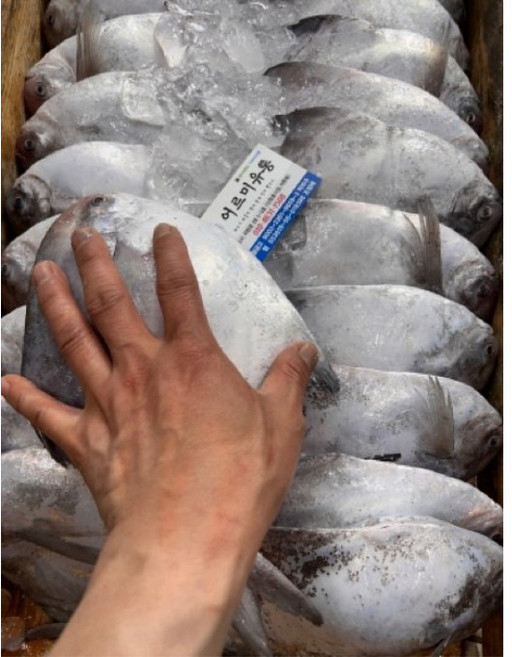 특대 병어 25cm내외 목포 생물 구이 조림 찜 회, 1개, 특대 400~480g내외 비손질 5마리