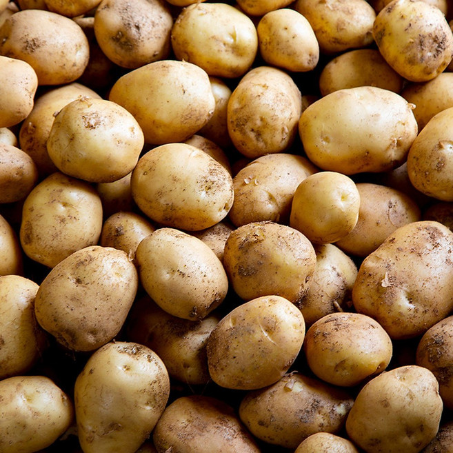 단골아저씨 소문난 수미감자 포슬포슬 우리간식, 1박스, 수미감자(중)2kg