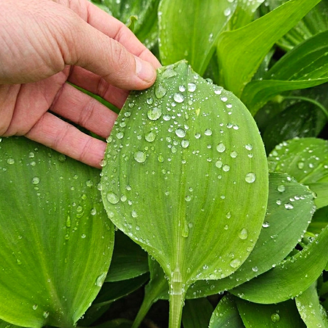 연한 햇 울릉도종 대명이 명이나물, 1박스, 500g