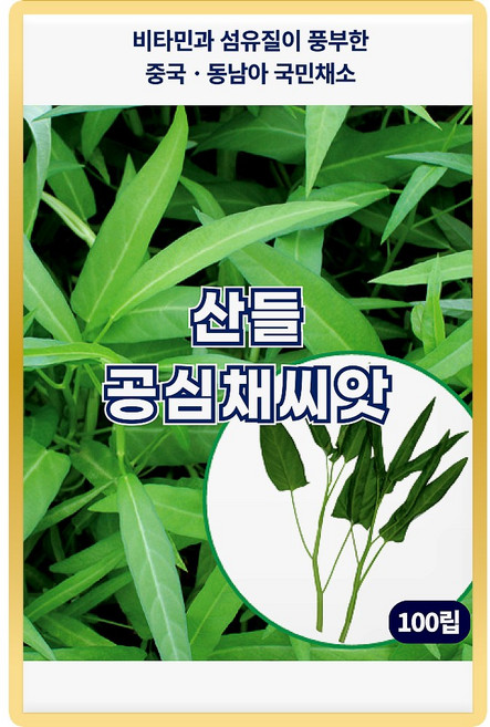 산들 공심채 씨앗 100립 비타민 풍부한 중국 동남아 국민채소 모닝글로리 공심채씨 종자, 1개