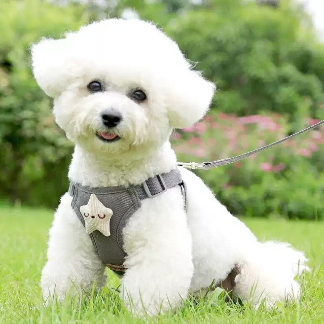 목줄 강아지 리드줄 중형견 대형견 하네스 소형견 강아지목줄 반려동물 캐시미어 블루그레이, 회색소원별(로프제외-싱글스트랩), 1개