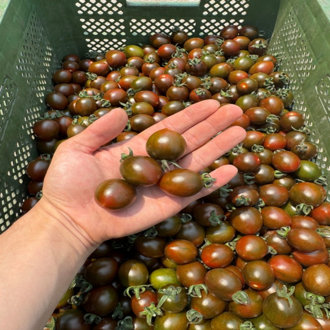 [산지직송] 대저 흑대추 방울토마토 2kg, 1박스, 흑대추 방울토마토 1kg