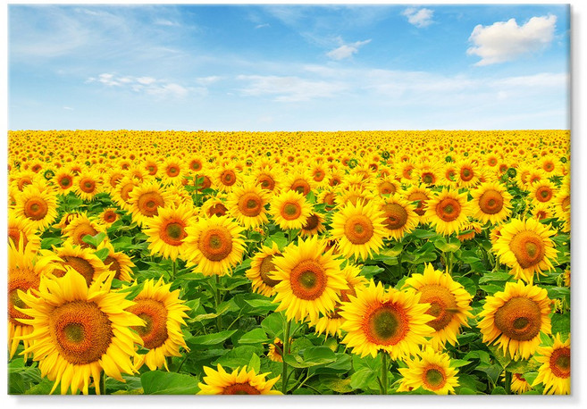 더 아트 컴퍼니 복을 부르는 재물운 금전운 풍수 황금해바라기 그림 캔버스액자 43종 (17-43번), 28. 찬란 해바라기밭