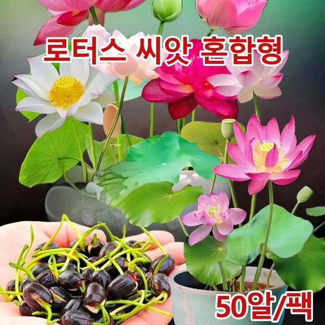 수련씨앗 물씨앗 연꽃씨앗실내키우기수련연꽃씨앗 관상용 수반연꽃 씨앗, 50개