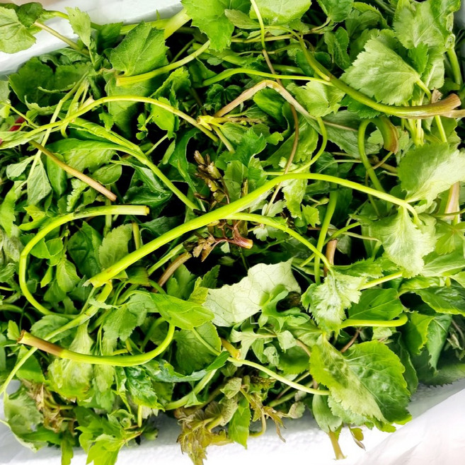 귀한 자연산 강원도 혼합 산나물 1kg, 강원도 혼합 산나물 1kg (18~25종 랜덤), 1개