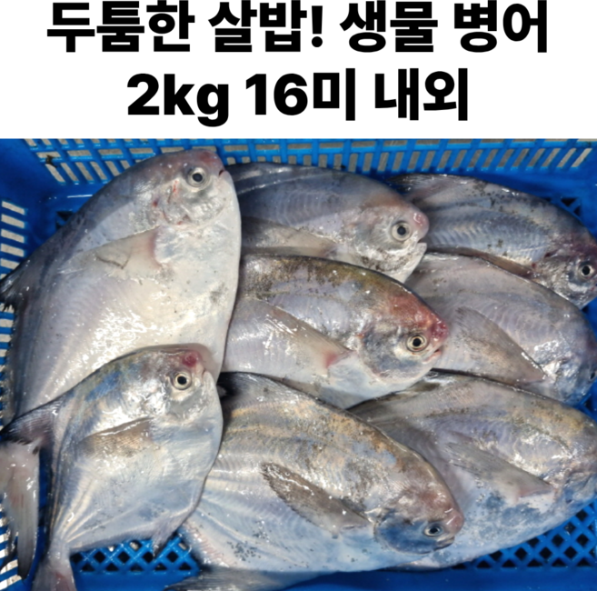 국산 손질 생물 병어 비손질 병어 구이용 병어횟감, 1박스, 비손질 병어 소 2kg (16미 내외)