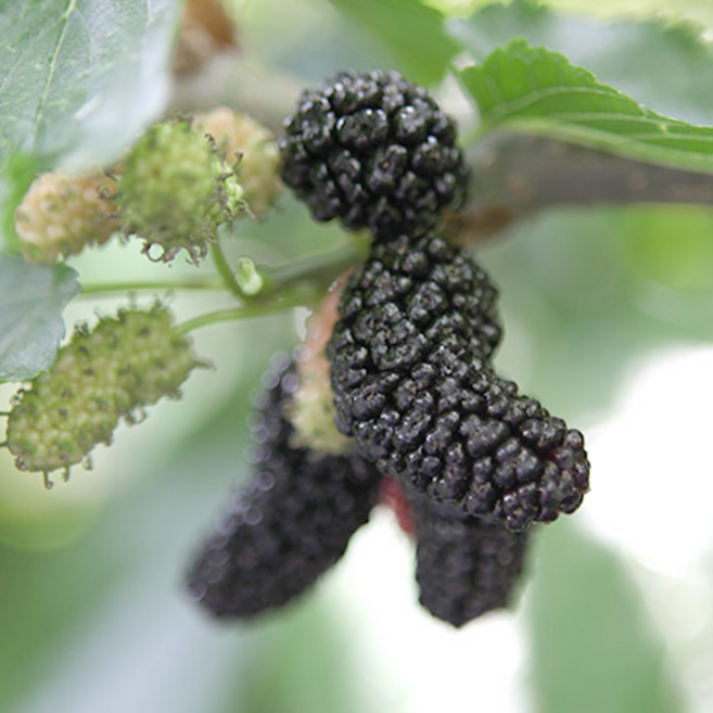 예약주문(6월4일 배송시작) - 오디 10kg (품종:과상2호), 1개