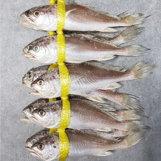 자갈치닷컴 침굴비 맛있는침조기, 1개, 1kg (21cm전후 / 10마리)