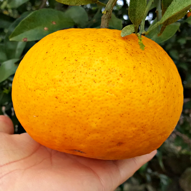 농장을부탁해 귤청 담그는 하귤 제주 노지 하귤, 1개, 청 담그는 하귤 5kg