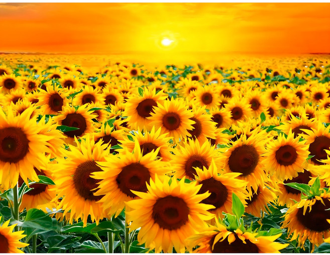 지산 보석십자수 캔버스형 50 x 40 cm DIY 세 트, 1개, AD07 행운 해바라기꽃