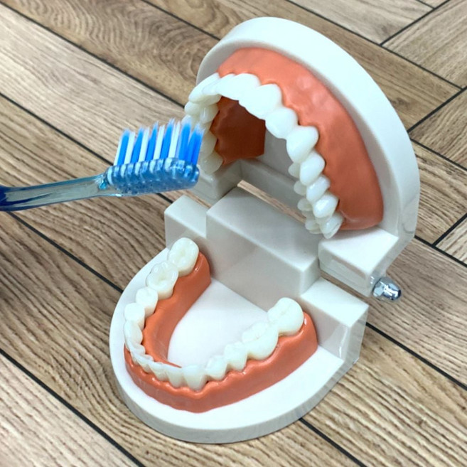 치아관리 양치교육 치아모형 치아틀 이빨모형 구강모형 양치교구