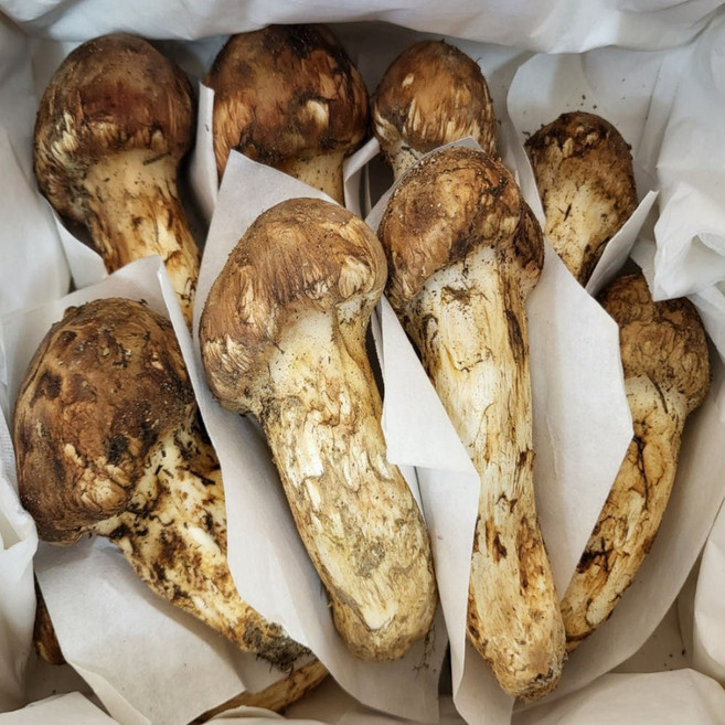 천년물산 자연산 송이버섯 냉동 송이 국내산 자연 국산 능이 시세 구정 선물세트 봉화 양양, 1박스, 2등급 500g