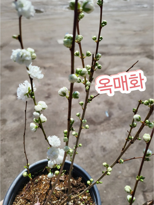 옥매화/겹꽃 흰색매화, 1개