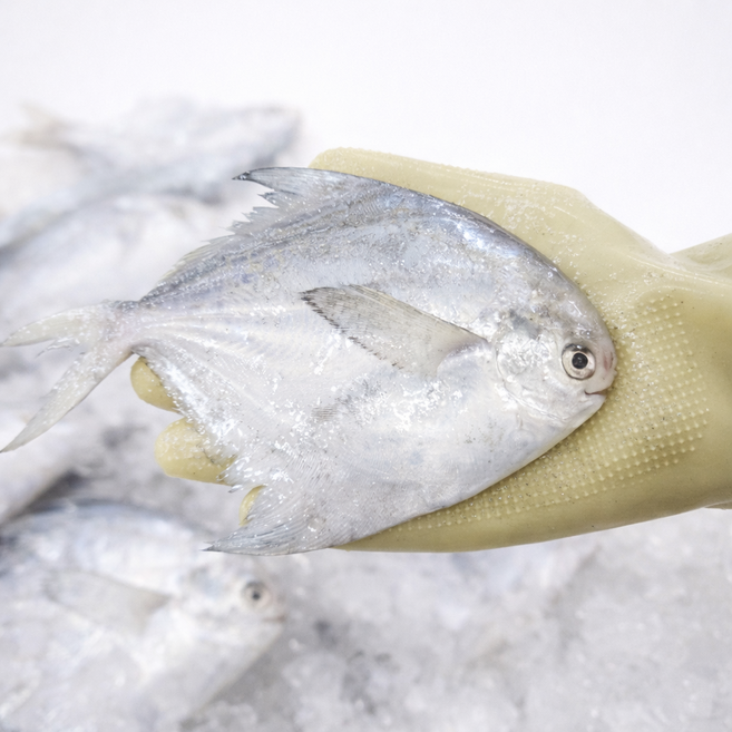 국내산 횟감 병어 1kg+1kg 총 2kg 병어회 조림