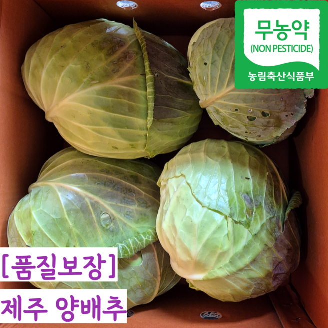 [제주직송] 무농약 국내산 제주 양배추, 1개, 5kg