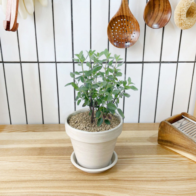 1+1 키친 허브 체리세이지/천연 향신료 향기나는 식물 허브 키우기, H13.체리세이지, H21.캐모마일