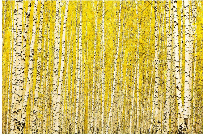 부자되는 그림 황금 자작나무 금전운 풍수 인테리어 캔버스 액자, 02 금빛 자작나무