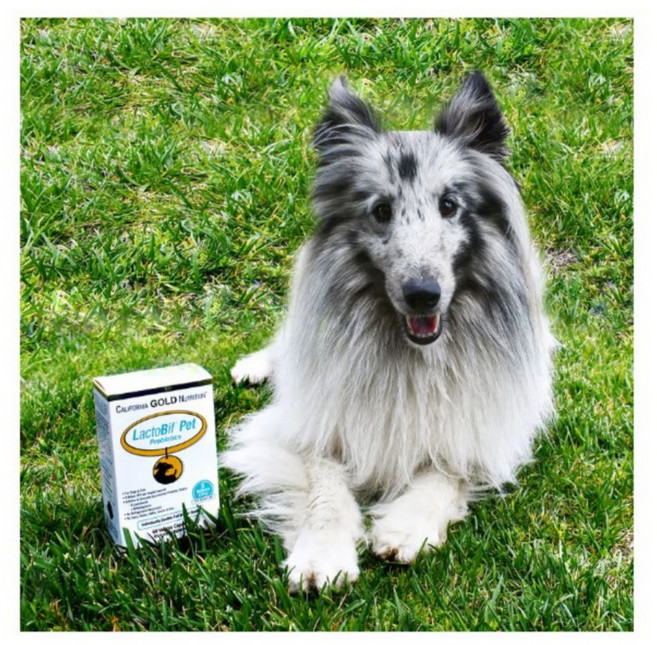 1+1 락토비프 반려묘 반려견 유산균 프로바이오틱 50억 60캡슐x2개, 2개