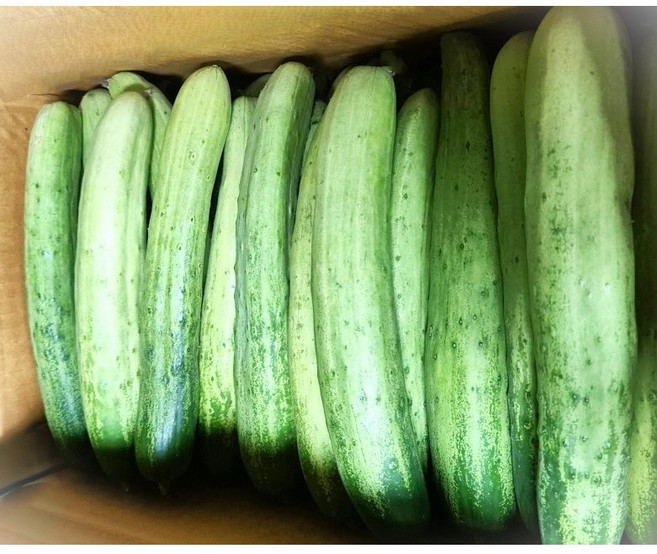 백오이 백다다기 오이 1kg 2kg 3kg 5kg 10kg 상 특 국내산, 1박스