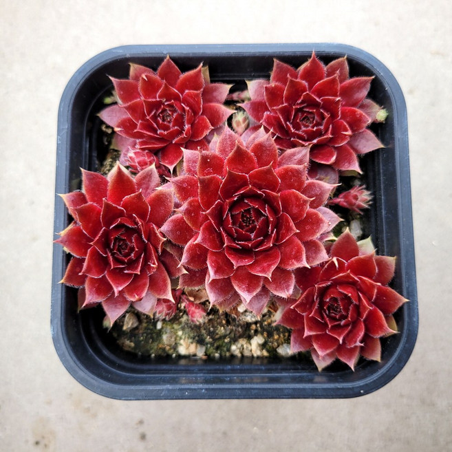 퍼시픽햅 바위솔 0620 선별발송 분채배송 월동다육 꽃과정원이야기, 1개