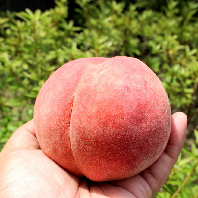 당도선별 딱딱 아삭달콤한 딱딱이복숭아, 1개, 4kg (중과) 19과내외