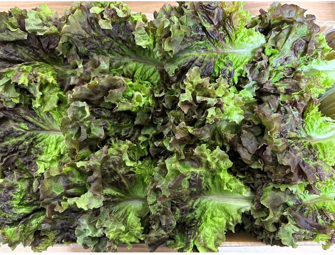 백광농장 국내산 꽃상추(특) 4kg, 1박스