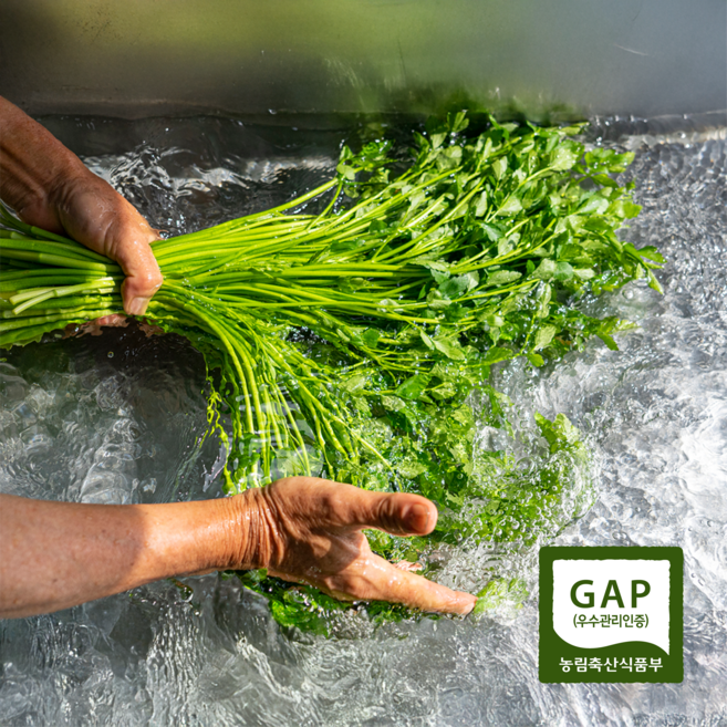 청도 미나리 당일수확직송 GAP인증 초록농원, 2kg, 1개