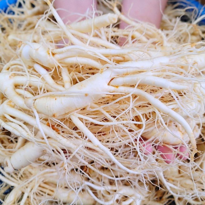 고려인삼 오쿠용 수삼 인삼차 막삼 파지 세척삼 소난발삼 20~23뿌리, 1kg, 1개, [세척안함 + 용기포장], 1KG