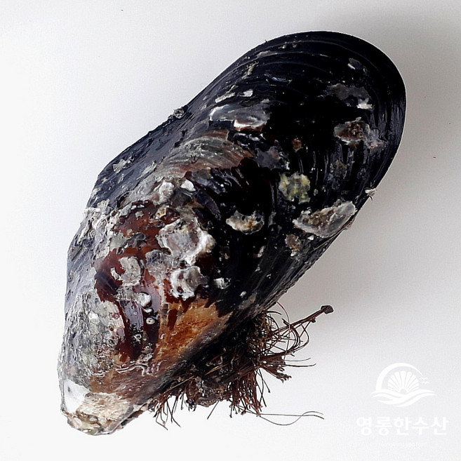 6위 - (영롱한수산) 제철 생물 자연산 대왕 홍합 2kg 3kg (1kg 5-8미), 1개, 자연산 홍합 2kg