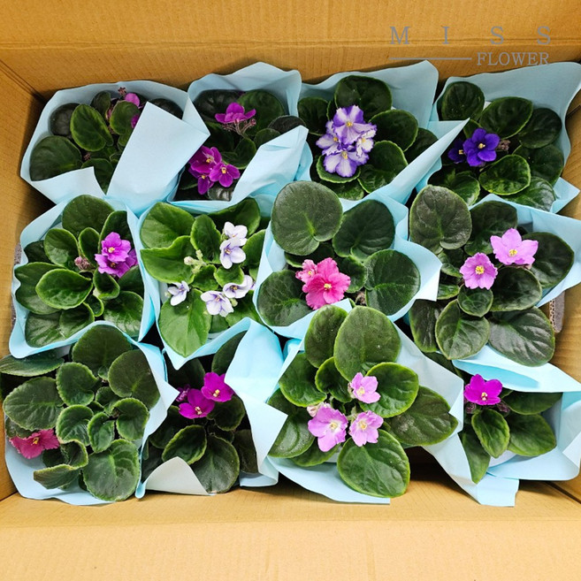 꽃집아가씨 아프리칸 바이올렛 12개 대량특가 색상랜덤발송