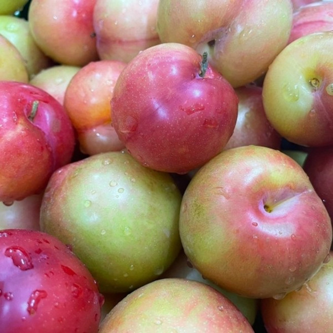 기타 노지 플럼코트 자두 500g 중대과 (3-8과), 1박스, 노지 플럼코트 자두 500g 중대과 (3-8개)