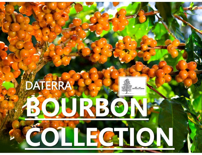 [커피생두] 브라질 다테하 버번 컬렉션-1kg [브라질커피 생두], 1kg, 1개