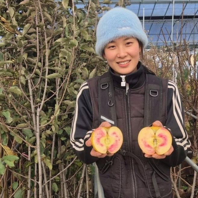 문루즈 사과나무묘목 속빨간사과나무 접목특묘, 1개, 나가노신구 이중접 특묘
