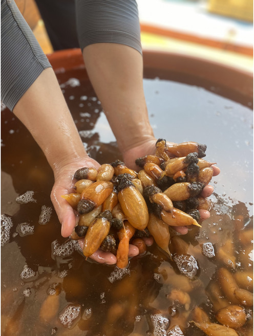 [산지직송] 경남 창원 진동 생물 참 미더덕 미더덕회 1kg, 1개, 생물 미더덕 500g